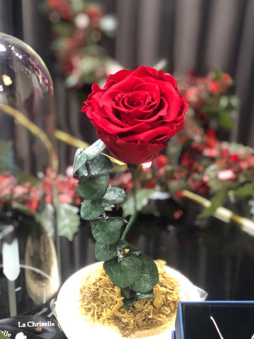 (情人節預訂) 美女與野獸之保鮮玫瑰 永生花   Red Beauty and the Beast Preserved Rose Flower